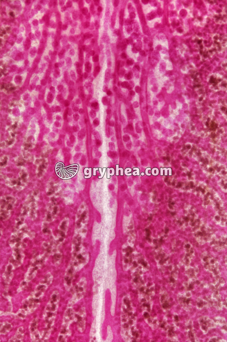 Petite douve du foie - ver parasite - (Fasciola hepatica, détail) x6 - gryphea.com